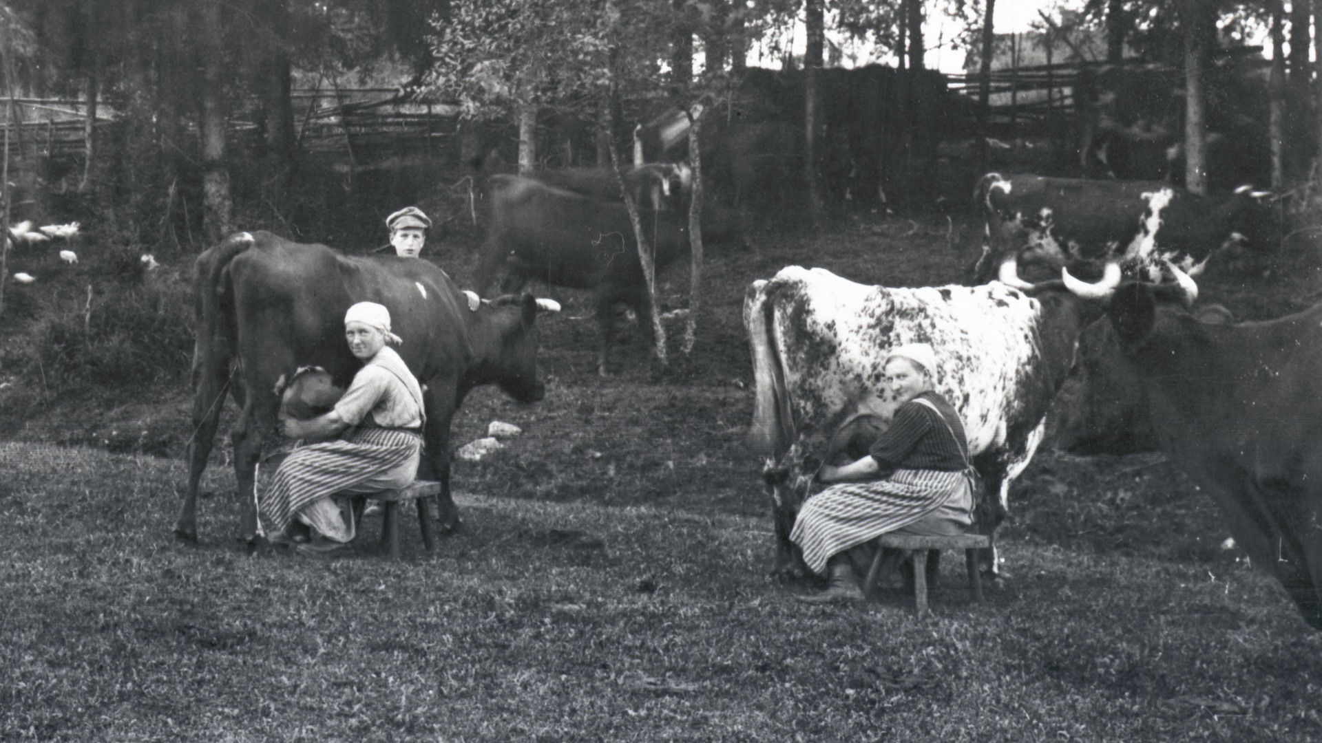 Två kvinnor sitter vid varsin kor i en hage och mjölkar för hand.