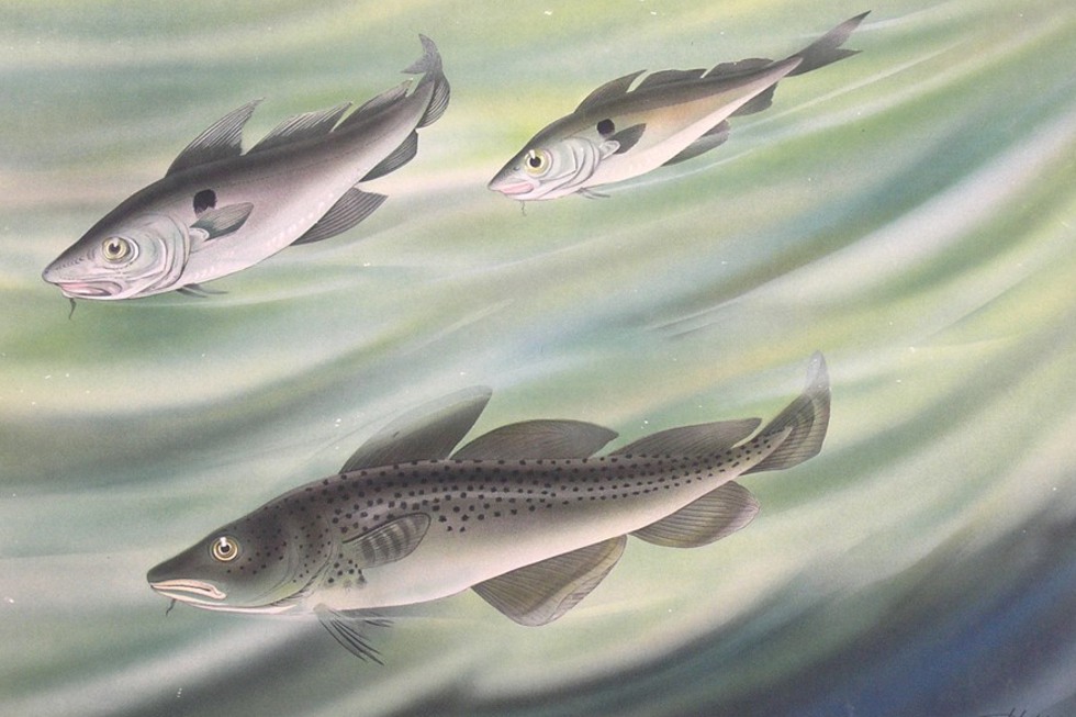 En skolplansch som visar tre fiskar, bland annat torsk
