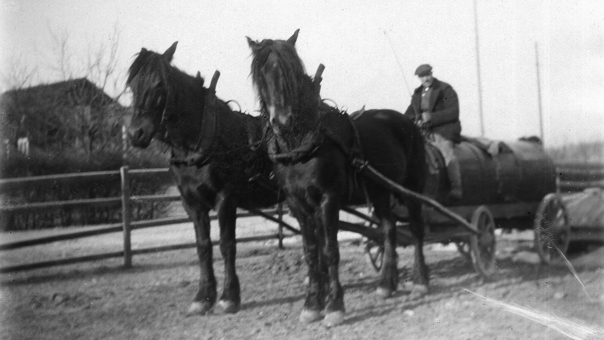 Man med gödselvagn dragen av två hästar vid Stav, 1915.